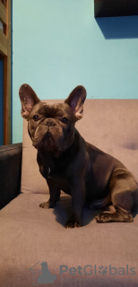 Zusätzliche Fotos: Französische Bulldoggen