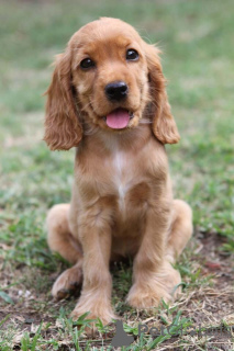 Foto №2 zu Ankündigung № 156806 zu verkaufen english cocker spaniel - einkaufen Deutschland aus dem tierheim, züchter