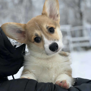 Foto №1. welsh corgi - zum Verkauf in der Stadt Donetsk | 769€ | Ankündigung № 5182