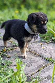 Foto №1. mischlingshund - zum Verkauf in der Stadt Москва | Frei | Ankündigung № 102289