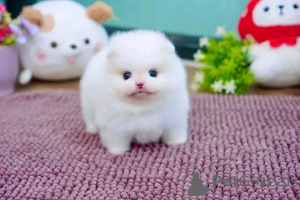 Foto №1. pommersche spitz - zum Verkauf in der Stadt Aschaffenburg | verhandelt | Ankündigung № 160057