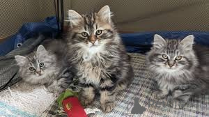 Foto №1. sibirische katze - zum Verkauf in der Stadt Brüssel | 580€ | Ankündigung № 164255