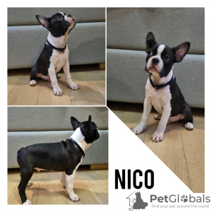 Foto №2 zu Ankündigung № 70196 zu verkaufen boston terrier - einkaufen Lettland quotient 	ankündigung