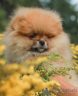 Foto №2 zu Ankündigung № 63493 zu verkaufen pommersche spitz - einkaufen Weißrussland züchter