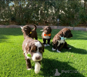 Foto №1. cão de água português - zum Verkauf in der Stadt Paris | 700€ | Ankündigung № 160973