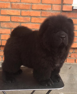 Foto №2 zu Ankündigung № 1818 zu verkaufen chow-chow - einkaufen Russische Föderation vom kindergarten