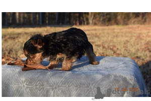 Foto №2 zu Ankündigung № 168785 zu verkaufen yorkshire terrier - einkaufen Vereinigte Arabische Emirate 