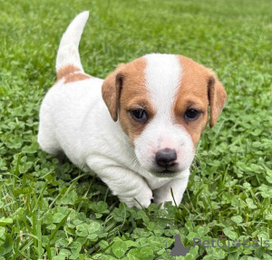 Foto №2 zu Ankündigung № 157579 zu verkaufen jack russell terrier - einkaufen Deutschland quotient 	ankündigung