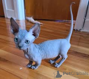Foto №4. Ich werde verkaufen sphynx-katze in der Stadt Гамбург.  - preis - verhandelt