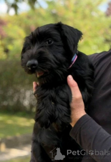 Foto №2 zu Ankündigung № 176874 zu verkaufen schnauzer - einkaufen Serbien 