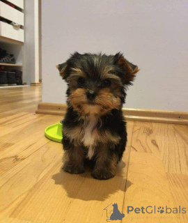 Foto №3. Yorkie Welpen zur Adoption zur Verfügung stehen. USA