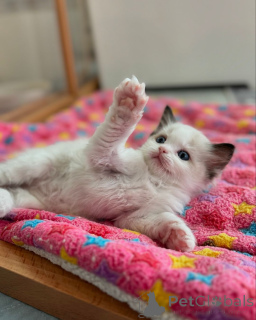 Foto №2 zu Ankündigung № 158062 zu verkaufen ragdoll-katze - einkaufen Deutschland züchter