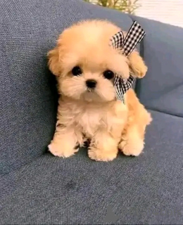 Foto №2 zu Ankündigung № 151119 zu verkaufen  - einkaufen Belgien quotient 	ankündigung, vom kindergarten