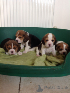 Foto №1. beagle - zum Verkauf in der Stadt Brutten | 484€ | Ankündigung № 171193