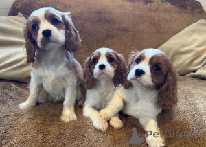 Foto №1. cavalier king charles spaniel - zum Verkauf in der Stadt Botrop | 350€ | Ankündigung № 178859