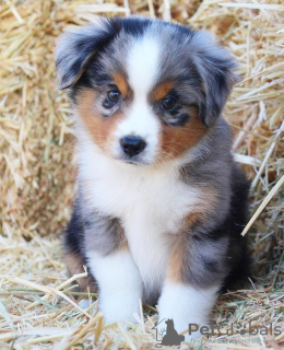 Foto №1. australian shepherd - zum Verkauf in der Stadt Prag | verhandelt | Ankündigung № 111615