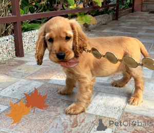Foto №3. Cocker Spaniel Welpen. Schweden