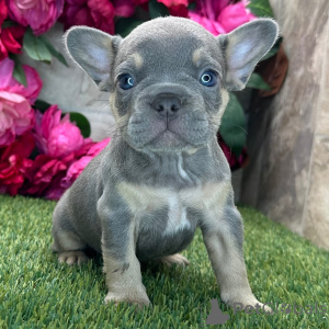 Foto №3. Sherlock Französische Bulldogge, Rüde, 8 Wochen alt, bereit, nach Hause zu gehen. USA