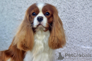 Foto №3. Cavalier Kings Charles Spaniel Welpen. Polen