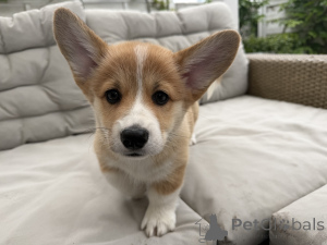 Foto №3. Weiblicher walisischer Corgi Pembroke FCI - getestete Eltern. Polen