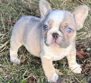 Foto №2 zu Ankündigung № 163488 zu verkaufen  - einkaufen Österreich 