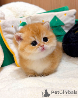 Foto №3. Britisches Kurzhaar-Kätzchen. Deutschland