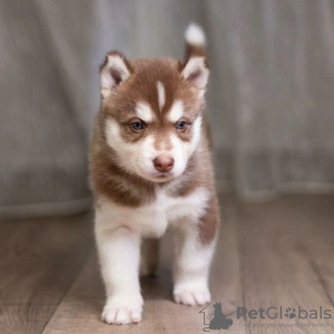 Foto №3. Produziert von щенки хаски. Polen