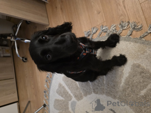 Foto №2 zu Ankündigung № 148395 zu verkaufen english cocker spaniel - einkaufen Polen quotient 	ankündigung