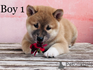 Foto №3. shiba inu. Ungarn