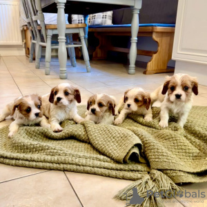 Foto №2 zu Ankündigung № 131474 zu verkaufen cavalier king charles spaniel, cavalier king charles spaniel - einkaufen Belgien quotient 	ankündigung, züchter