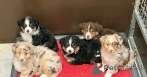 Foto №1. australian shepherd - zum Verkauf in der Stadt Augsburg | verhandelt | Ankündigung № 175288
