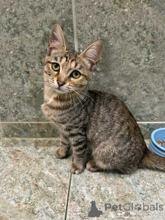 Foto №2 zu Ankündigung № 155852 zu verkaufen  - einkaufen Russische Föderation quotient 	ankündigung