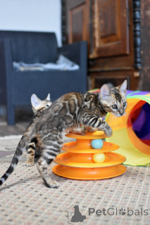 Foto №2 zu Ankündigung № 166567 zu verkaufen bengal katzenrasse - einkaufen Weißrussland quotient 	ankündigung, vom kindergarten, züchter