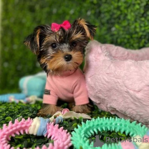 Foto №2 zu Ankündigung № 149976 zu verkaufen yorkshire terrier - einkaufen USA quotient 	ankündigung, vom kindergarten, aus dem tierheim, züchter