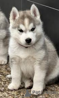 Foto №3. Siberian Husky-Welpen zu verkaufen. Niederlande