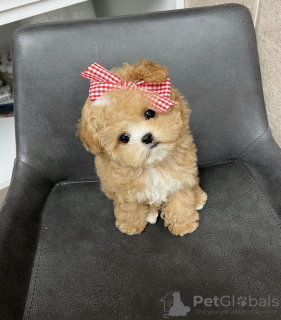 Foto №2 zu Ankündigung № 43068 zu verkaufen  - einkaufen Puerto Rico züchter