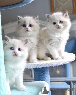 Foto №1. ragdoll-katze - zum Verkauf in der Stadt Düsseldorf | Frei | Ankündigung № 160189