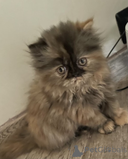 Foto №2 zu Ankündigung № 172457 zu verkaufen perserkatze - einkaufen Spanien 