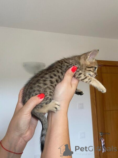 Foto №1. savannah-katze - zum Verkauf in der Stadt Badenheim | verhandelt | Ankündigung № 170326