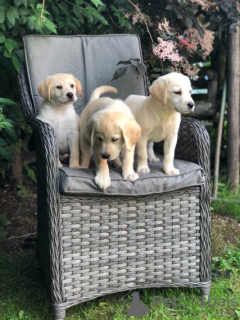 Foto №1. labrador retriever - zum Verkauf in der Stadt Paris | verhandelt | Ankündigung № 126474