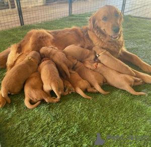 Foto №1. golden retriever - zum Verkauf in der Stadt Leverkusen | 650€ | Ankündigung № 110030