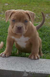 Foto №4. Ich werde verkaufen american bully in der Stadt Москва. vom kindergarten - preis - verhandelt