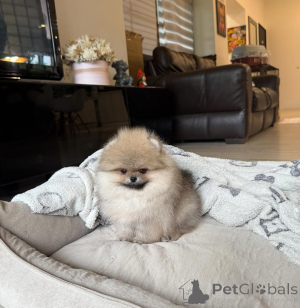 Foto №1. pommersche spitz - zum Verkauf in der Stadt Berlin | 367€ | Ankündigung № 167355