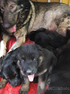 Foto №2 zu Ankündigung № 164937 zu verkaufen saarlooswolfhund - einkaufen Estland quotient 	ankündigung