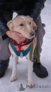 Foto №3. Der Hund ist in guten Händen. Russische Föderation