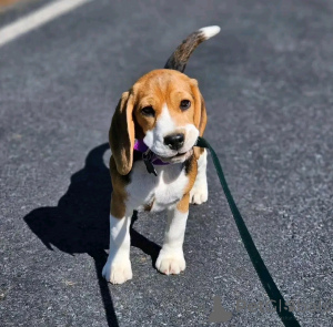 Foto №2 zu Ankündigung № 139000 zu verkaufen beagle - einkaufen USA züchter