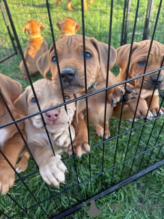 Foto №1. rhodesian ridgeback - zum Verkauf in der Stadt Berlin | 1594€ | Ankündigung № 138904