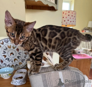 Foto №1. bengal katzenrasse - zum Verkauf in der Stadt Oyten | 350€ | Ankündigung № 177562