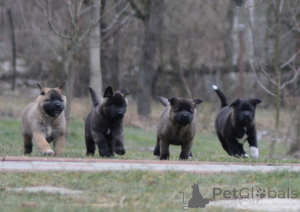 Foto №3. Akita-Welpen. Deutschland