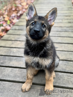 Foto №1. deutscher schäferhund - zum Verkauf in der Stadt Bremen | verhandelt | Ankündigung № 163586
